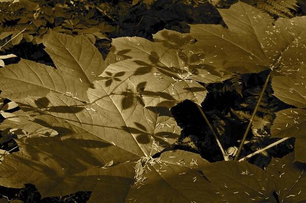 Sepia Art Print featuring the photograph Sepia Shadows by Cathy Mahnke