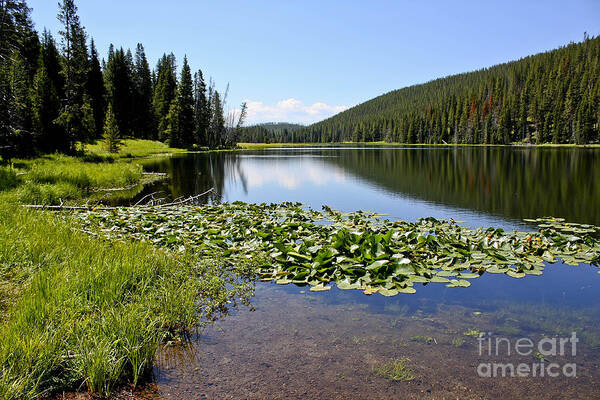 Lake Art Print featuring the photograph Serenity in Yellowstone by Teresa Zieba