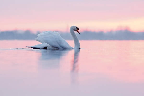 Mute Swan Art Print featuring the photograph Serenity  Mute Swan at Sunset by Roeselien Raimond
