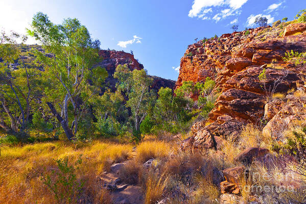 Serpentine Creek Outback Landscape Central Australia Australian Landscapes Gum Trees Art Print featuring the photograph Serpentine Creek by Bill Robinson