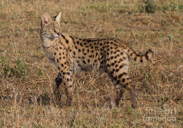 Serval Art Print featuring the photograph Serval Cat 3 by Chris Scroggins