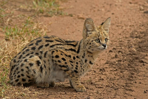 Serval Art Print featuring the photograph Serval Wild Cat by Tony Murtagh
