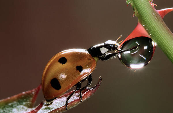 Nis Art Print featuring the photograph Seven-spotted Ladybird Drinking by Jef Meul