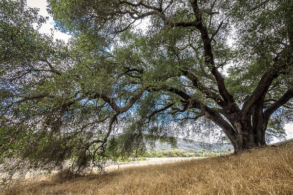 Daley Ranch Art Print featuring the photograph Shade Tree by Dave Hall