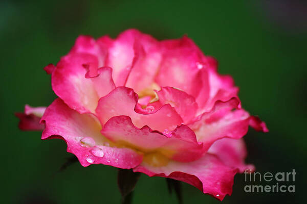 Photography Art Print featuring the photograph Shades of Pink by Jackie Farnsworth