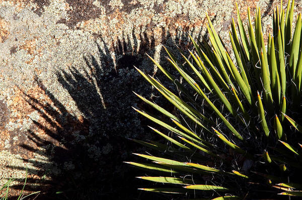 Eric Rundle Art Print featuring the photograph Shadow of the Yucca Plant by Eric Rundle