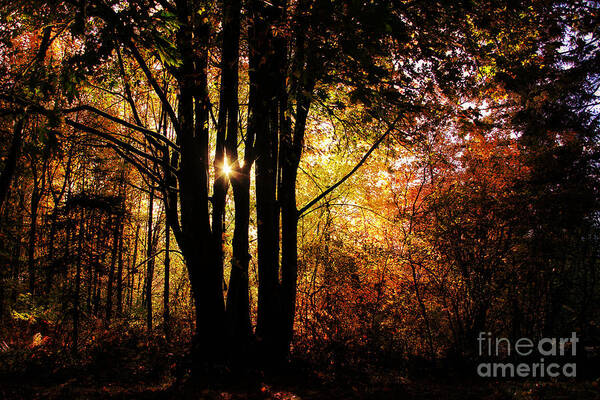 Landscape Art Print featuring the photograph Shadows Into Light by Sylvia Cook