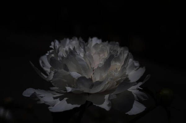 Blumen Art Print featuring the photograph Shadows of Light by Miguel Winterpacht