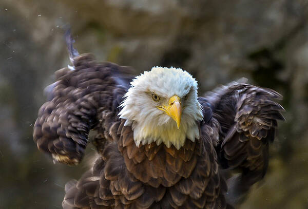 Bald Eagle Art Print featuring the photograph Shaken Not Stirred by Michael Hubley