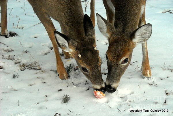 Deer Art Print featuring the photograph Sharing The Snowy Apple by Tami Quigley