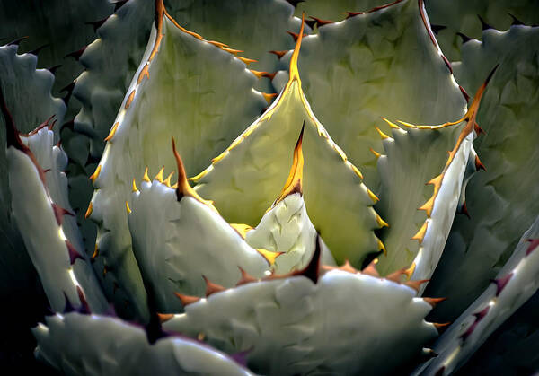 Desert Art Print featuring the photograph Sharp by Julie Palencia