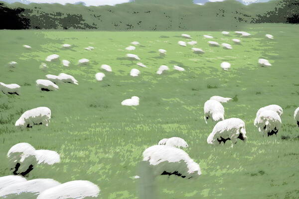 Sheep Art Print featuring the photograph Sheep by A K Dayton