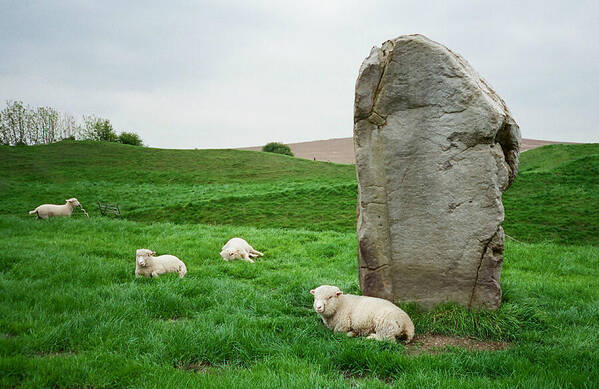 Standing Stone Art Print featuring the photograph Sheep at Avebury Stones - original by Marilyn Wilson
