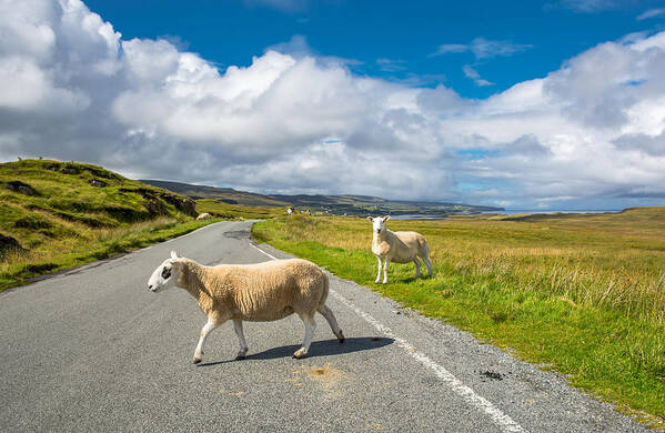 Sheep Art Print featuring the photograph Sheep Crossing A Lonely Country Road In The Scottish Highlands by Andreas Berthold
