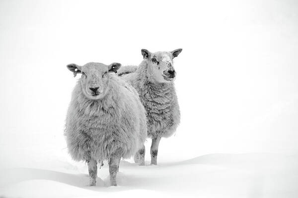 Snow Art Print featuring the photograph Sheep In Snow by By Simon Gakhar