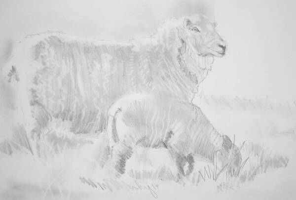 Sheep Art Print featuring the drawing Sheep Lamb Pencil Drawing by Mike Jory