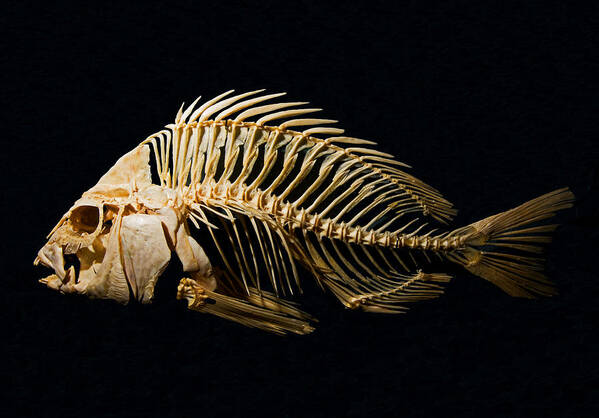 Animal Art Print featuring the photograph Sheepshead Fish Skeleton by Millard H. Sharp