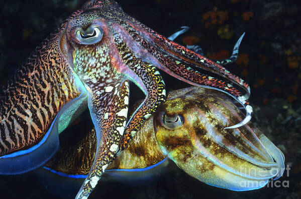 Cuttlefish Art Print featuring the photograph She's Mine by Aaron Whittemore