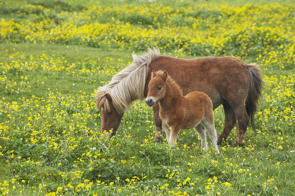 Flpa Art Print featuring the photograph Shetland Pony Foal In Marsh Marigold by Bill Coster
