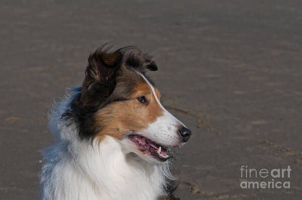 Nature Art Print featuring the photograph Shetland Sheepdog On Beach by William H. Mullins