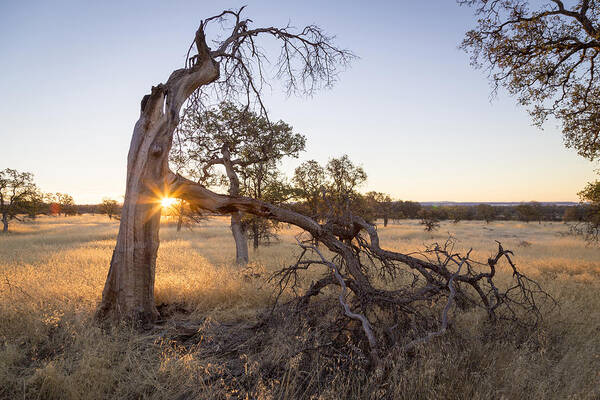 Chico Art Print featuring the photograph Shining Through by Lee Harland