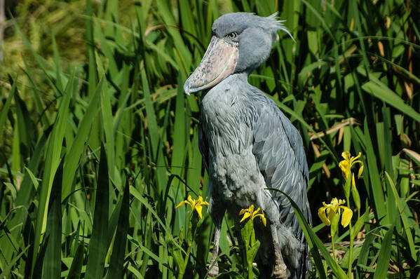 Shoebill Stork Art Print featuring the photograph Shoebill Stork by Georgia Mizuleva