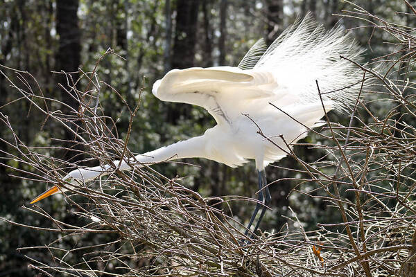 Egret Art Print featuring the photograph Show off by Jessica Brown