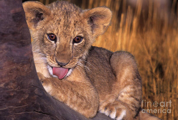 African Lion Art Print featuring the photograph Shy African Lion Cub Wildlife Rescue by Dave Welling