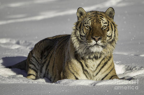 Color Image Photographs Art Print featuring the photograph Siberian Tiger at Attention by Jerry Fornarotto