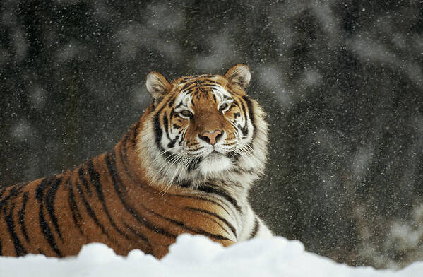 Feb0514 Art Print featuring the photograph Siberian Tiger Portrait In Snow Storm by Konrad Wothe