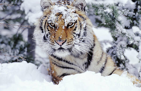 Animal Art Print featuring the photograph Siberian Tiger #2 by Tom and Pat Leeson