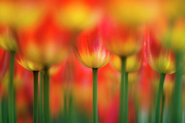 Tulip Art Print featuring the photograph Side By Side by Takashi Suzuki