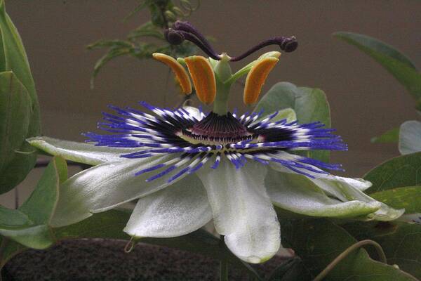 Flower Art Print featuring the photograph Side View of Beautiful Passiflora Flower by Taiche Acrylic Art