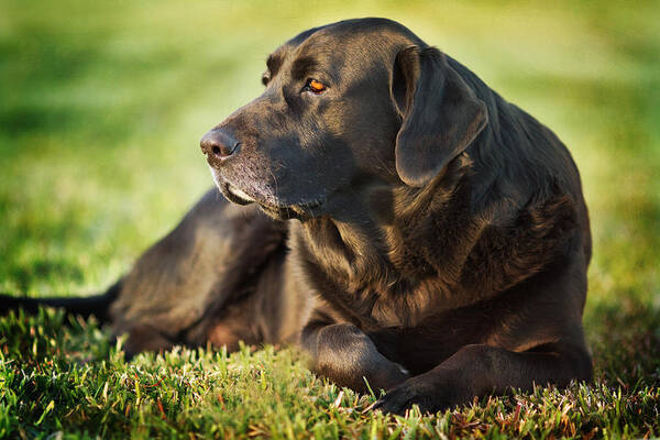 Labrador Dog Black Green Grass Hunting Breed Art Print featuring the photograph Silence by Sharon Jones