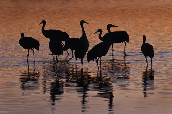 Group Art Print featuring the photograph Silhouette Of Sandhill Cranes Wading In by Ron Sanford