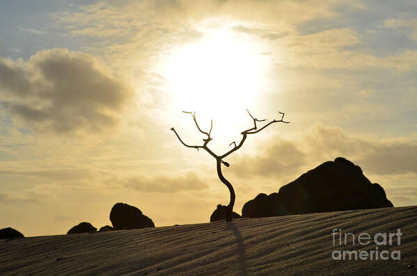Silhouette Art Print featuring the photograph Silhouetted Tree at Dawn in Aruba by DejaVu Designs