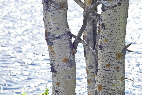 Tree Art Print featuring the photograph Silver birch trees at a sunny lake by Heiko Koehrer-Wagner