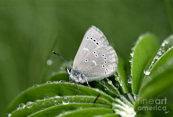 Macro Art Print featuring the photograph Silver Butterfly by Alana Ranney