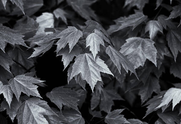 Maple Leaves Art Print featuring the photograph Silver Maple by Dan Hefle