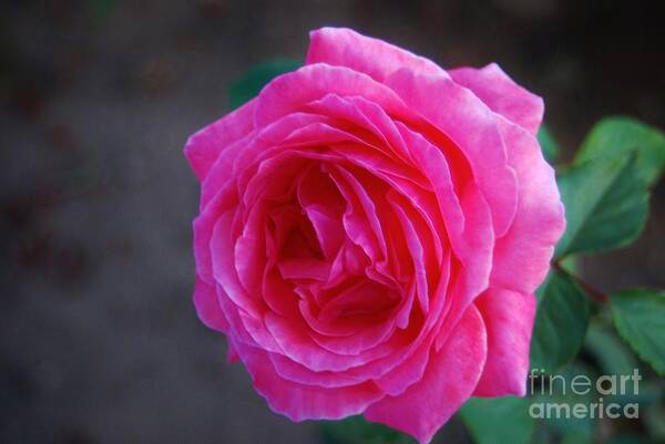 Garden Rose Art Print featuring the photograph SimPLy a RoSE by Angela J Wright
