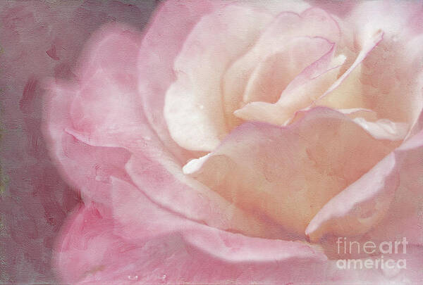 Soft Art Print featuring the photograph Simply Rose by Darren Fisher