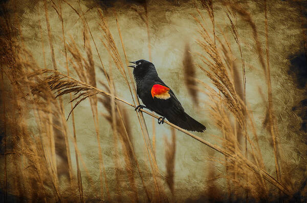 Red Wing Blackbird Art Print featuring the photograph Singing Red Wing by Cathy Kovarik