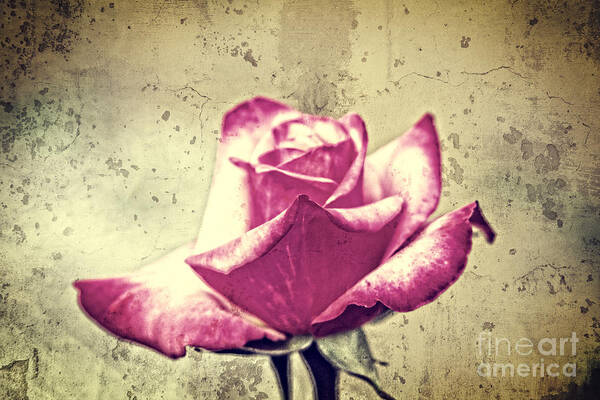 Rose Art Print featuring the photograph Single Red and White Rose with Vintage Concrete Background by Beverly Claire Kaiya