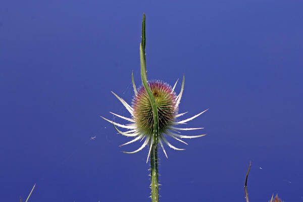 Cotswolds Art Print featuring the photograph Single Teasel by Tony Murtagh