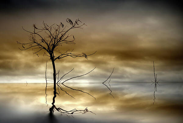 Tranquility Art Print featuring the photograph Single Tree by Inmacor