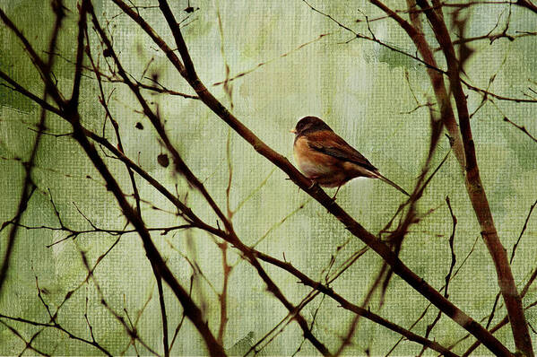 Bird Art Print featuring the photograph Sittin' In A Tree by Rebecca Cozart