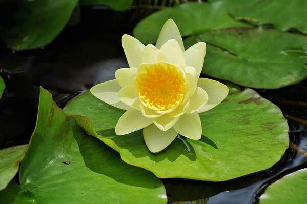 Nature Art Print featuring the photograph Sitting Pretty by Jean Goodwin Brooks