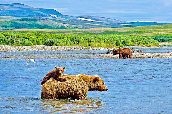 Six-month-old Grizzly Bear Cub Riding On Mom's Back To Cross Moraine River In Katmai National Preserve Art Print featuring the photograph Six-month-old Cub Riding on Mom's Back to Cross Moraine River in Katmai National Preserve-Alaska by Ruth Hager