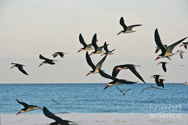 Skimmers Art Print featuring the photograph Skimmers Flying by Joan McArthur