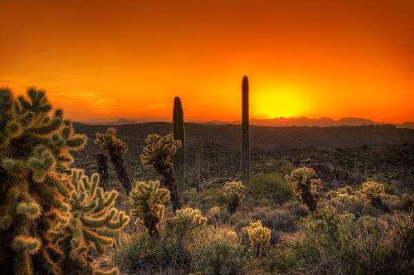 Cholla Art Print featuring the photograph Skyfire Cholla by Anthony Citro